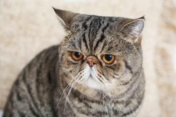 Lindo Exótico Taquigrafía Gato Casa — Foto de Stock