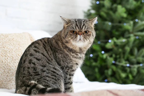 Cute Exotic Shorthair Cat Home Christmas Eve — Stock Photo, Image