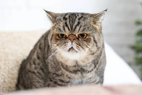 Cute Exotic Shorthair Cat Home — Stock Photo, Image