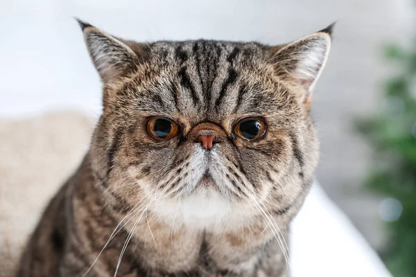 かわいいですエキゾチックなショートヘア猫 ホーム — ストック写真