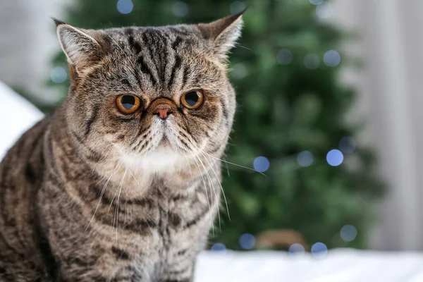 Roztomilý Exotický Krátkosrstý Kočka Doma Štědrý Večer — Stock fotografie