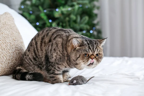 Cute Exotic Shorthair Cat Home Christmas Eve — Stock Photo, Image