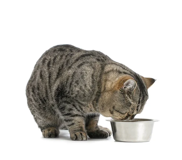 Lindo Exótico Taquigrafía Gato Comer Comida Bowl Blanco Fondo — Foto de Stock