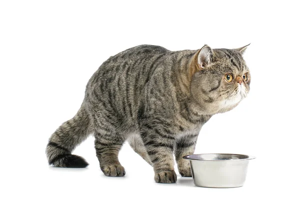 Cute Exotic Shorthair Cat Bowl Food White Background — Stock Photo, Image