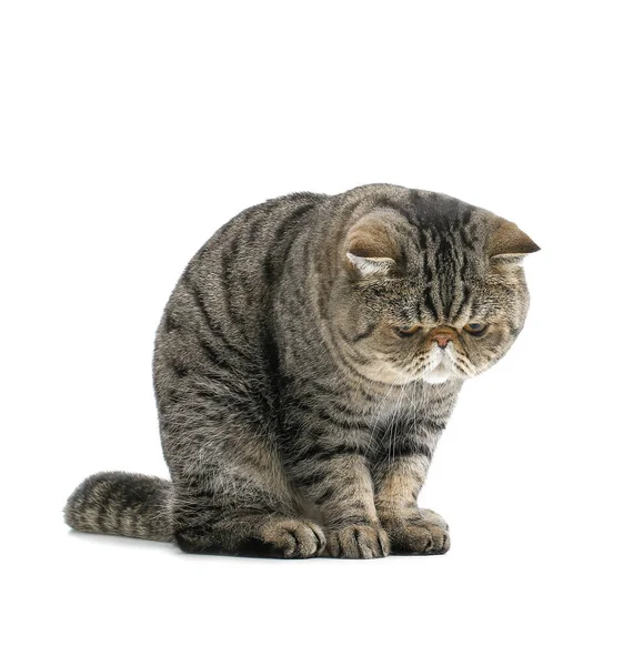 Cute Exotic Shorthair Cat White Background — Stock Photo, Image