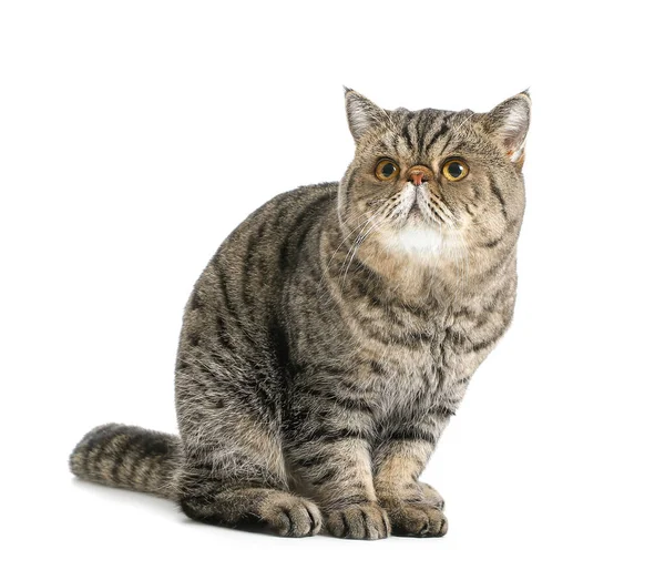 Cute Exotic Shorthair Cat White Background — Stock Photo, Image