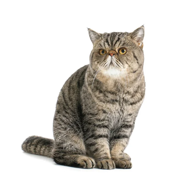 바탕에 귀여운 몸집짧은 고양이 — 스톡 사진