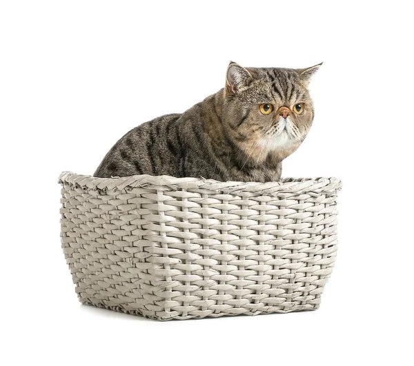 Roztomilý Exotický Krátkosrstý Kočka Proutěné Krabici Bílém Pozadí — Stock fotografie