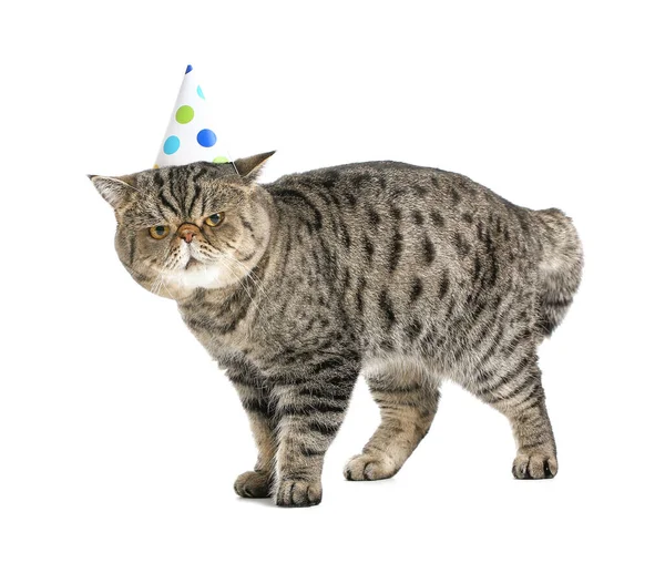 Cute Exotic Shorthair Cat Party Hat White Background — Stock Photo, Image