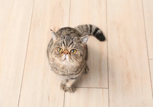 Cute Exotic Shorthair Cat Home — Stock Photo, Image