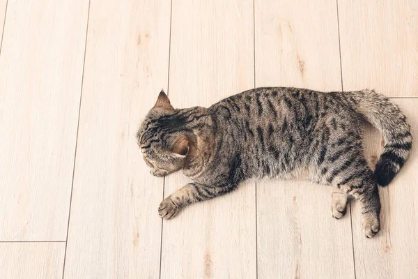 Niedliche Exotische Kurzhaarkatze Hause — Stockfoto