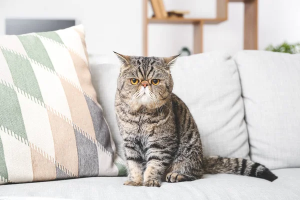 Cute Exotic Shorthair Cat Sofa Home — Stock Photo, Image