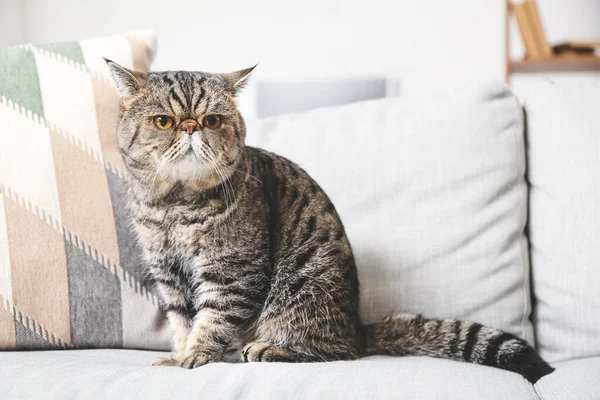 Roztomilý Exotický Krátkosrstý Kočka Pohovce Doma — Stock fotografie