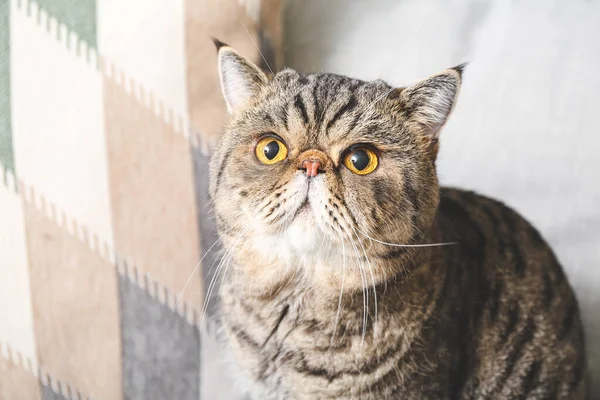 Cute Exotic Shorthair Cat Sofa Home — Stock Photo, Image