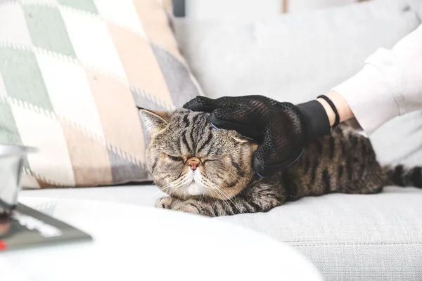 Owner Brushing Cat Hair Removing Glove Home — Stock Photo, Image