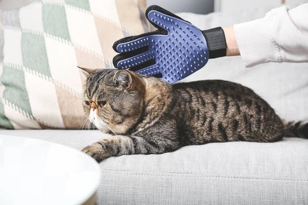 Proprietário Escovar Gato Com Luva Remoção Cabelo Casa — Fotografia de Stock