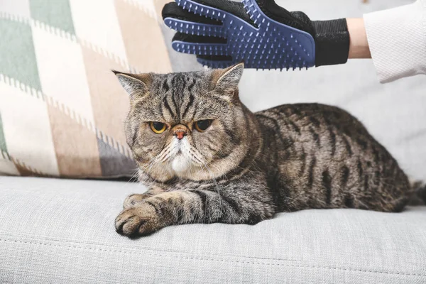 Owner Brushing Cat Hair Removing Glove Home — Stock Photo, Image