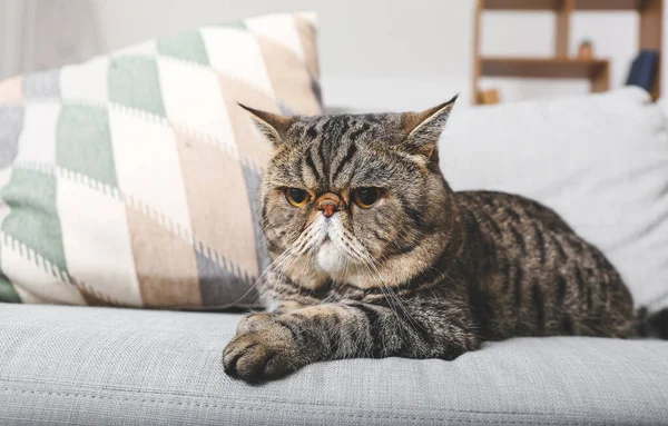 Cute Exotic Shorthair Cat Sofa Home — Stock Photo, Image