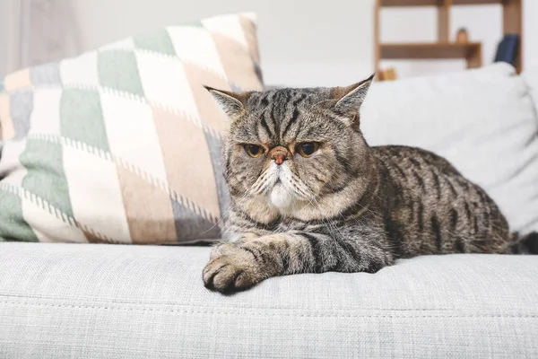 Cute Exotic Shorthair Cat Sofa Home — Stock Photo, Image