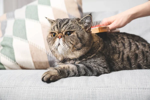 Proprietário Escovação Exótico Gato Shorthair Casa — Fotografia de Stock