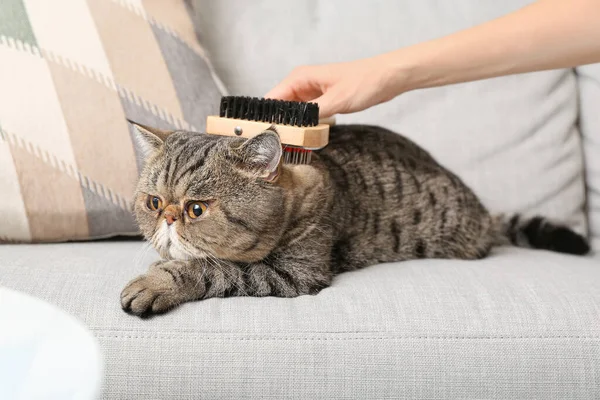 Owner Brushing Exotic Shorthair Cat Home — Stock Photo, Image