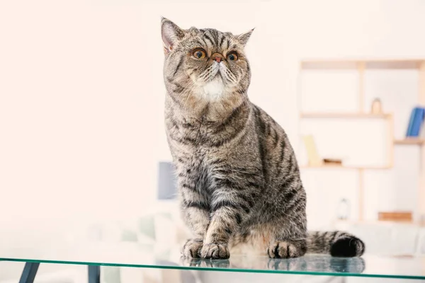 Cute Exotic Shorthair Cat Home — Stock Photo, Image