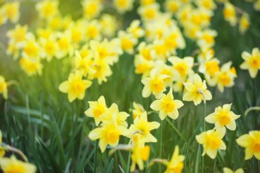 Bahçede büyüyen güzel narsisler.