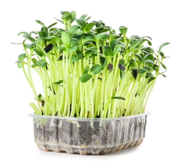 Fresh Sunflower Micro Green White Background — Stock Photo, Image