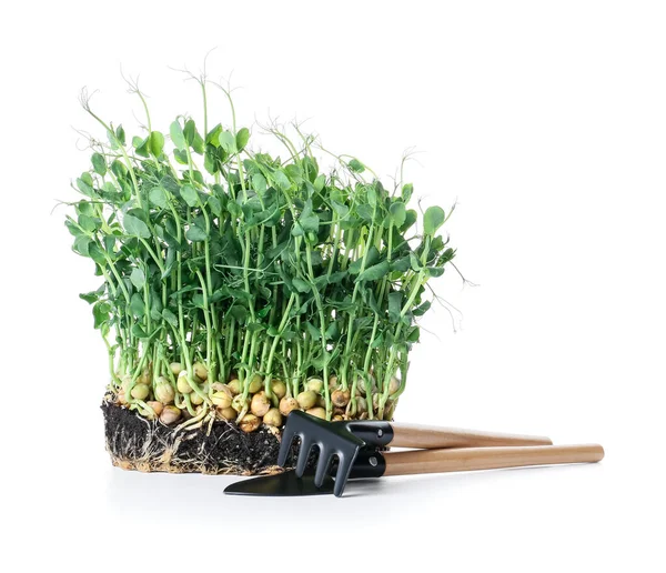 Verse Erwten Micro Groen Met Tuingereedschap Witte Achtergrond — Stockfoto