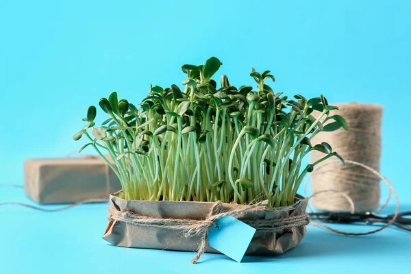 Verse Zonnebloem Micro Groen Kleur Achtergrond — Stockfoto