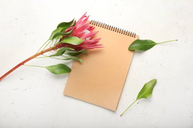 Işık arka planında defter olan güzel protea çiçeği