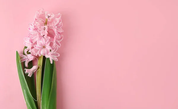 Красивое Цветущее Гиацинтовое Растение Цветном Фоне — стоковое фото