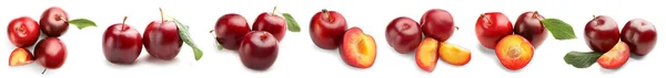 Fresh Ripe Plums White Background — Stock Photo, Image