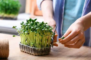 Masada taze mikro yeşil kesen bir kadın.