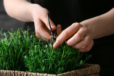 Taze mikro yeşil kesen kadın, yakın plan.