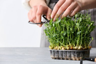 Masada taze mikro yeşil kesen bir kadın.