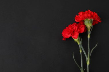 Koyu arkaplanda taze karanfil çiçekleri