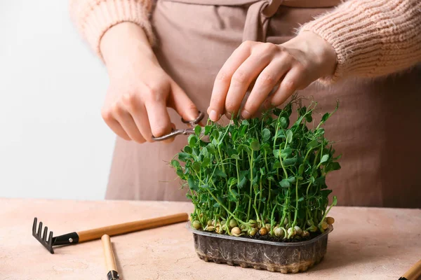 Woman Cutting Fresh Micro Green Table — Stock Photo, Image