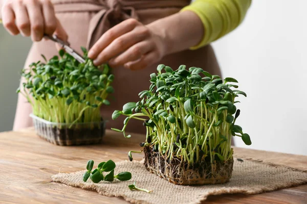 Fresh Micro Green Table — Stock Photo, Image