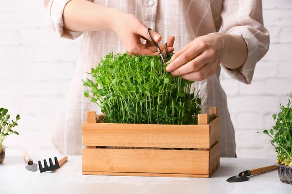 Vrouw Snijden Verse Micro Groen Tafel — Stockfoto