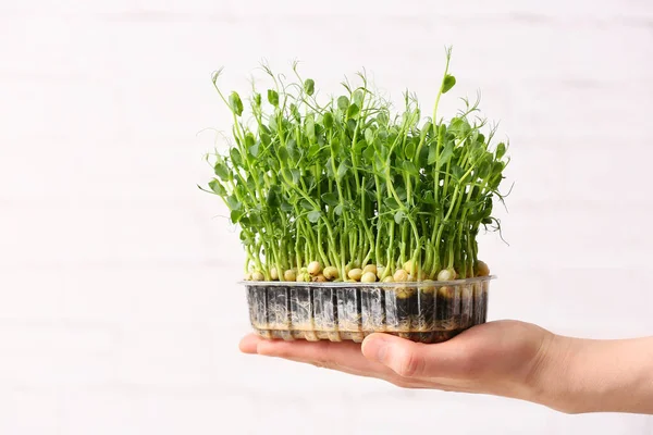 Vrouwelijke Hand Met Verse Micro Groen Witte Achtergrond — Stockfoto