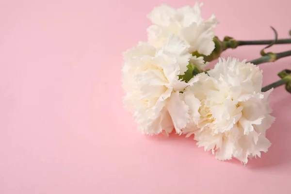 Świeże Kwiaty Goździków Tle Koloru — Zdjęcie stockowe