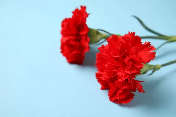 Fresh Carnation Flowers Color Background — Stock Photo, Image