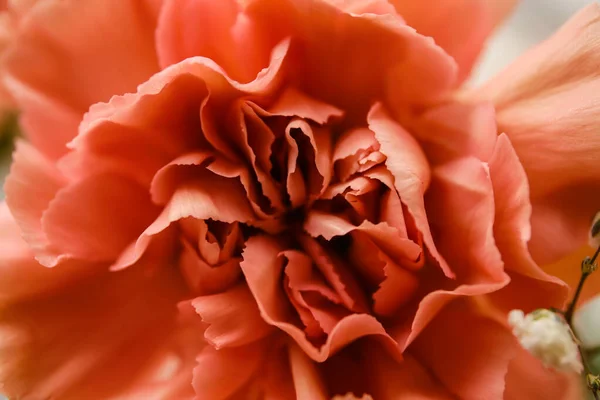 Piękny Kwiat Goździka Zbliżenie — Zdjęcie stockowe