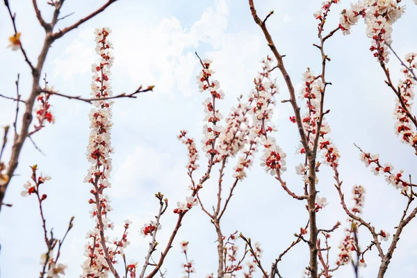 春の日に屋外で美しい開花木の枝 — ストック写真