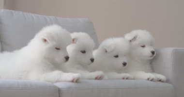 Sevimli Samoyed yavruları kanepede yatıyor.