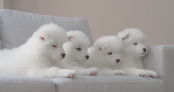 Cute Samoyed Puppies Lying Sofa — Stock Video