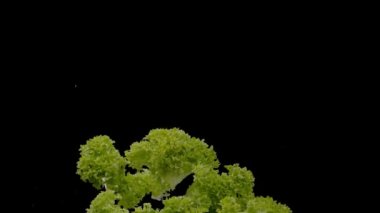 Koyu arkaplanda taze uçan marul.