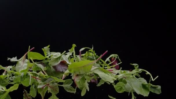 Friss Repülő Gyógynövények Sötét Háttérrel — Stock videók