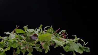 Karanlık arka planda taze uçan bitkiler.